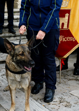 Ascoli Piceno - Controlli della polizia locale, il fiuto del cane Ila scova hashish sui mezzi pubblici